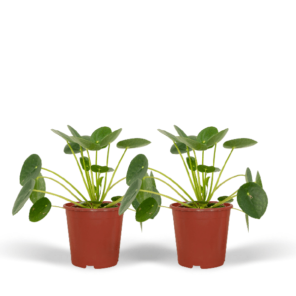 Pilea Peperomiodes - Pannekoekenplant set van 2