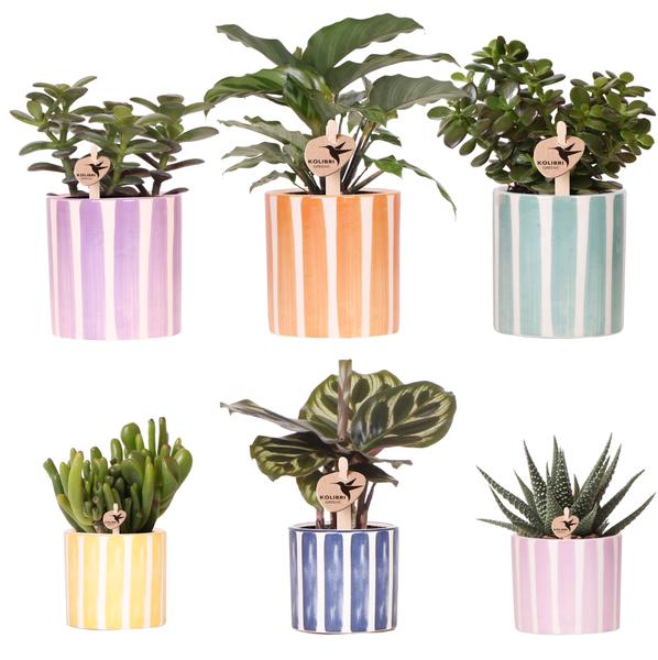 Mix van groene en bloeiende planten + Painted Stripe sierpotten
