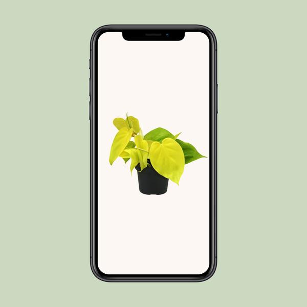 Philodendron Lime