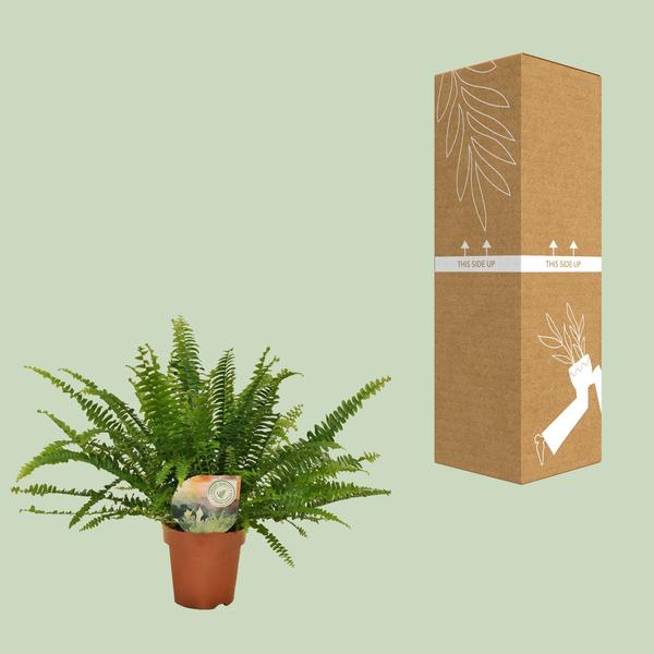 Nephrolepis Green Lady