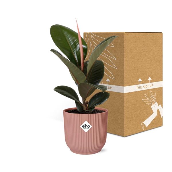Ficus Elastica ‘Robusta’ in ELHO Vibes Fold roze