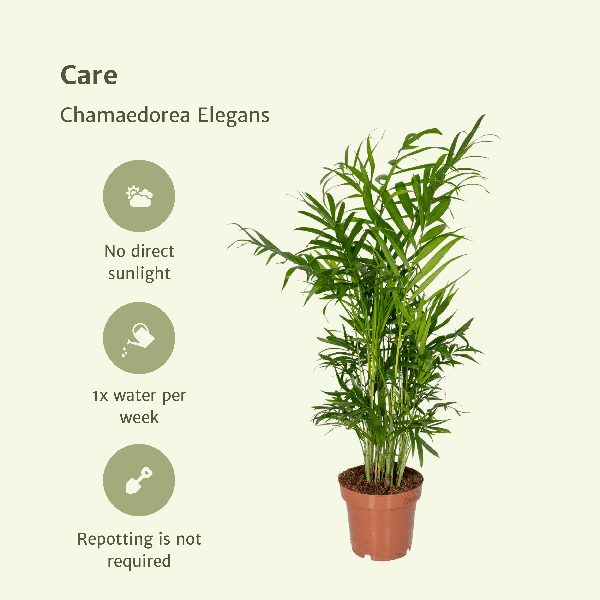 Chamaedorea Elegans (Mexicaanse Bergpalm) - 2 stuks