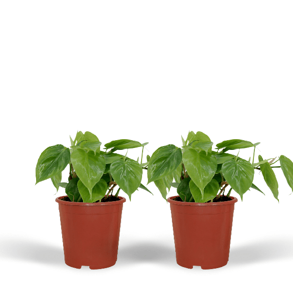 Philodendron Scandens - set van 2