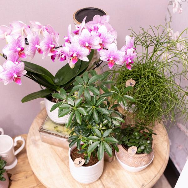 Roze Phalaenopsis orchidee - Mineral Rotterdam