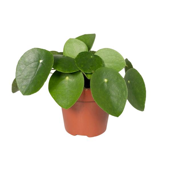 Pilea Peperomiodes - Pannekoekenplant