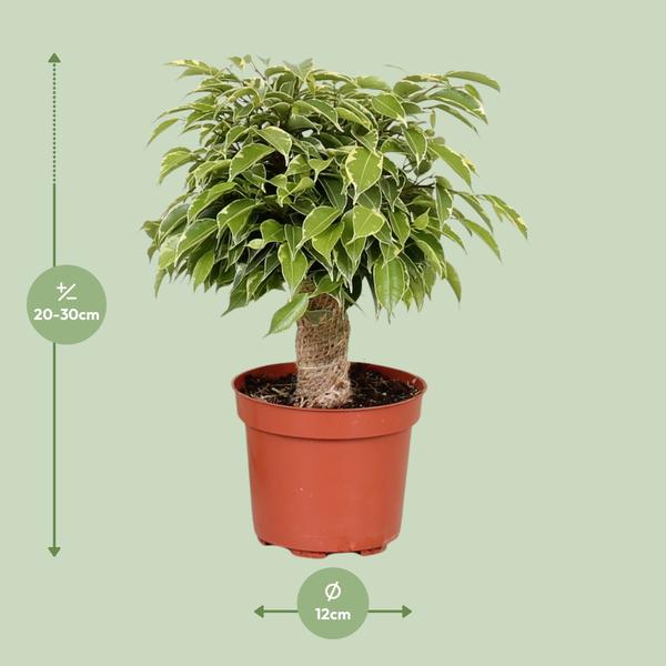 Ficus Benjamina Kinky