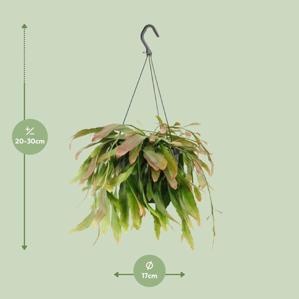 Rhipsalis Red Coral