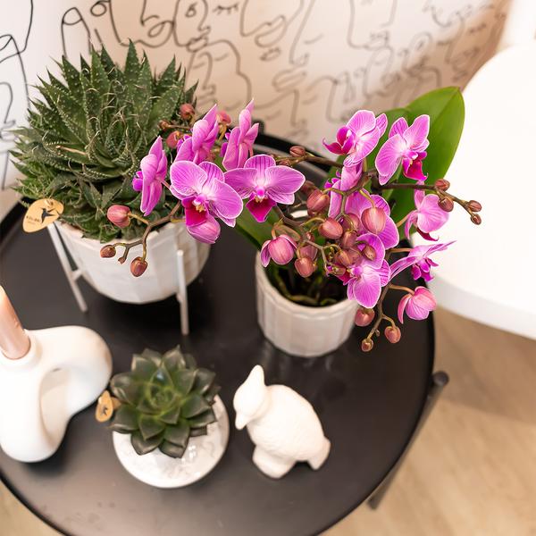 Paars/ roze Phalaenopsis orchidee - Mineral Vienna
