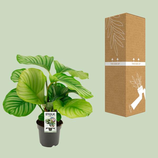 Calathea Orbifolia