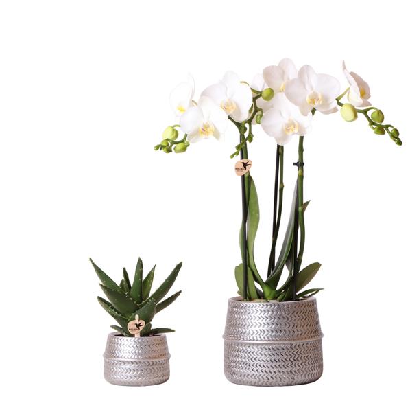 Set met witte Phalaenopsis orchidee Amabilis Ø9cm en groene plant Succulent Aloe Brevifolia Ø6cm | incl. zilver keramieken sierpotten