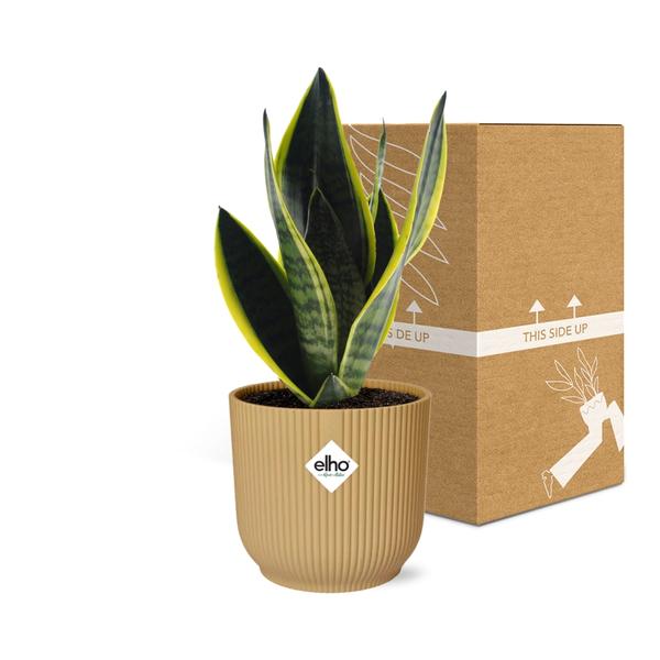 Sansevieria Futura Superba in ELHO Vibes Fold geel