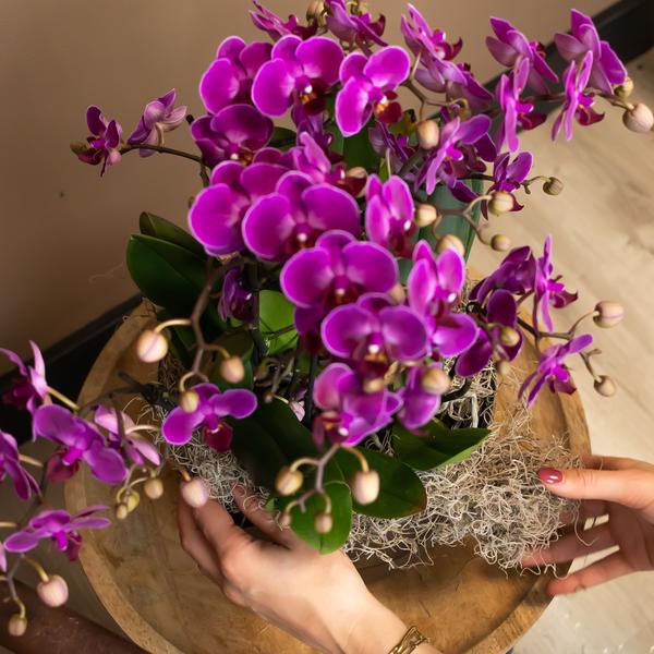 Paarse phalaenopsis orchidee - Morelia
