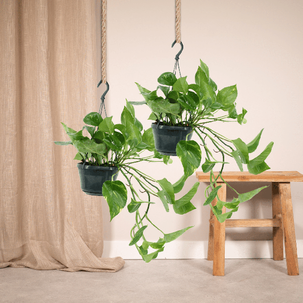 Epipremnum Aureum - Scindapsus - 25cm - ø15 set van 2