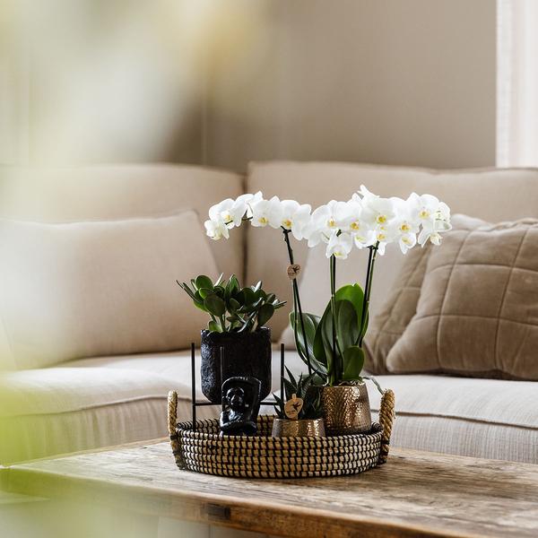 Plantenset met Phalaenopsis Orchidee en Succulenten incl. keramieken sierpotten
