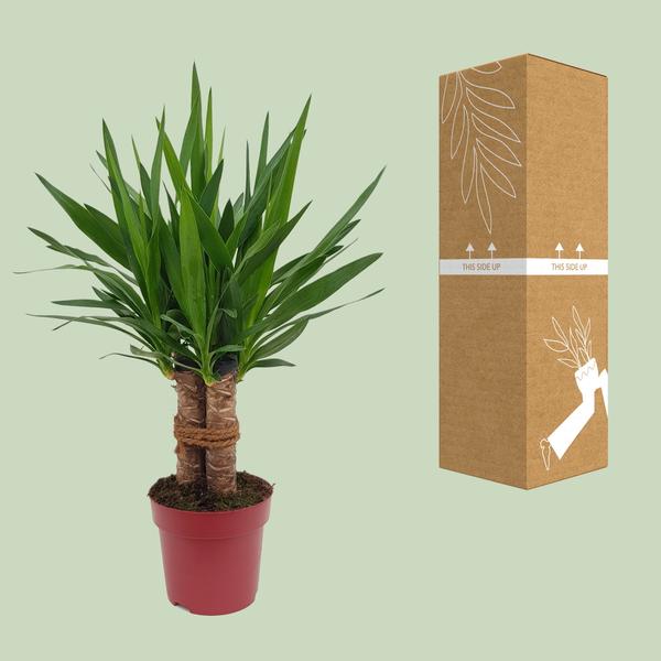 Yucca "Tres Cañas" 30 Stam