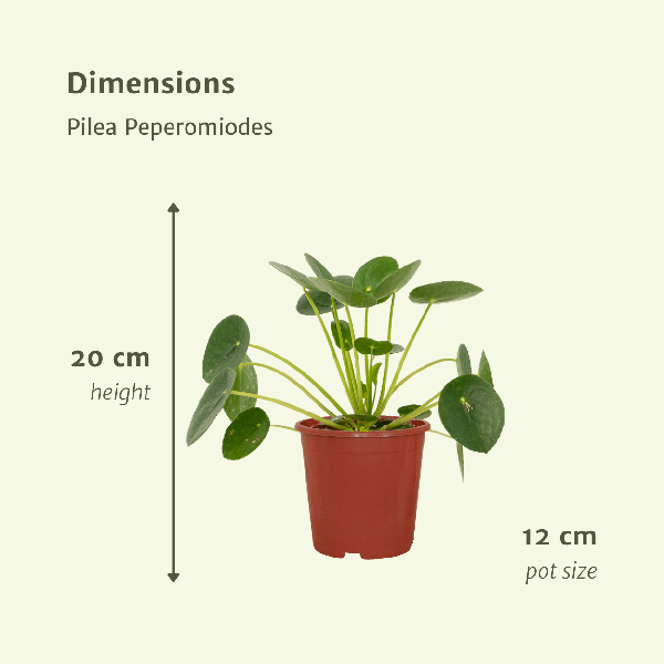 Pilea Peperomiodes - Pannekoekenplant set van 2