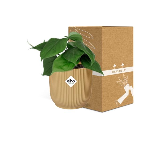 Philodendron Scandens in ELHO Vibes Fold geel