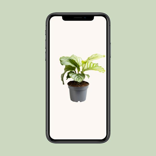 Calathea Orbifolia