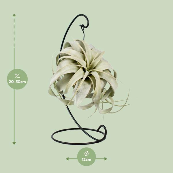 Tillandsia King Xero