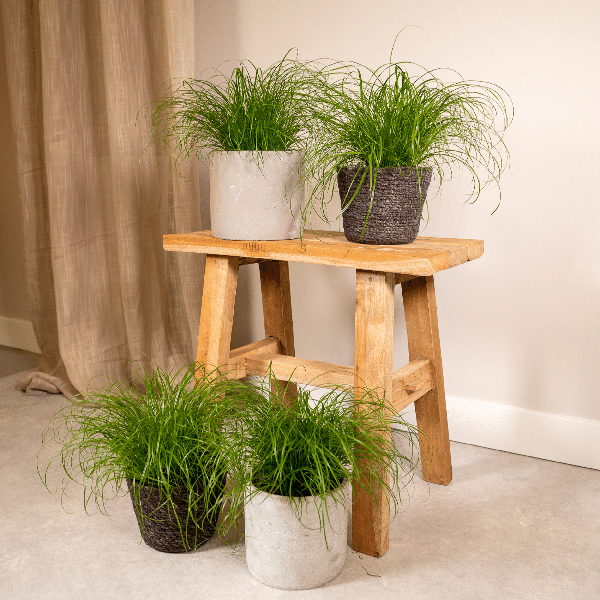 Cyperus Alternifolius (Kattengras) - 4 stuks