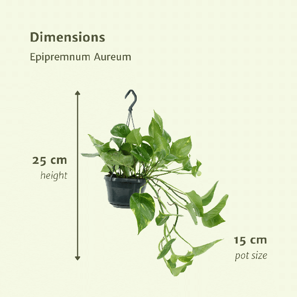 Epipremnum Aureum - Scindapsus - 25cm - ø15 set van 2