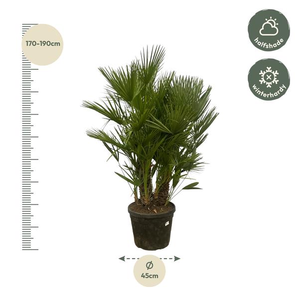 Chamaerops Humilis multi stam