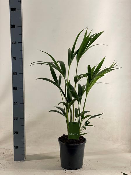 Howea Forsteriana