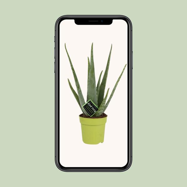 Aloe Vera