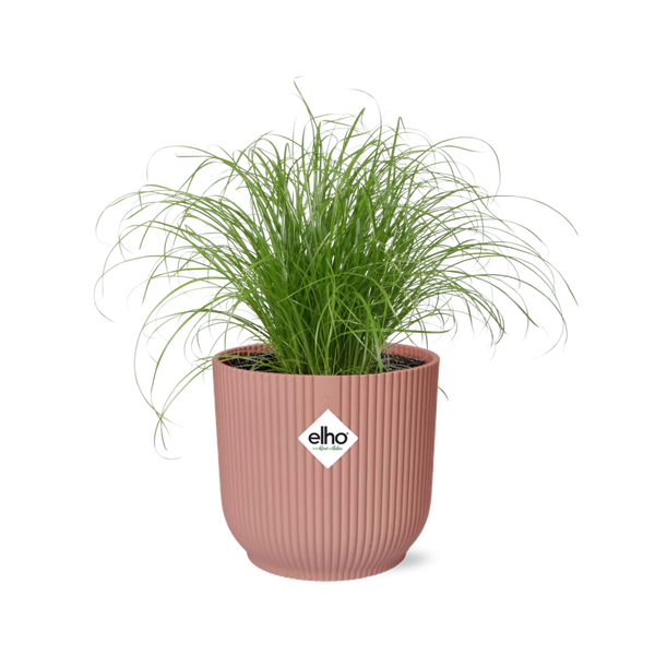 Cyperus Alternifolius Zumula in ELHO Vibes Fold roze