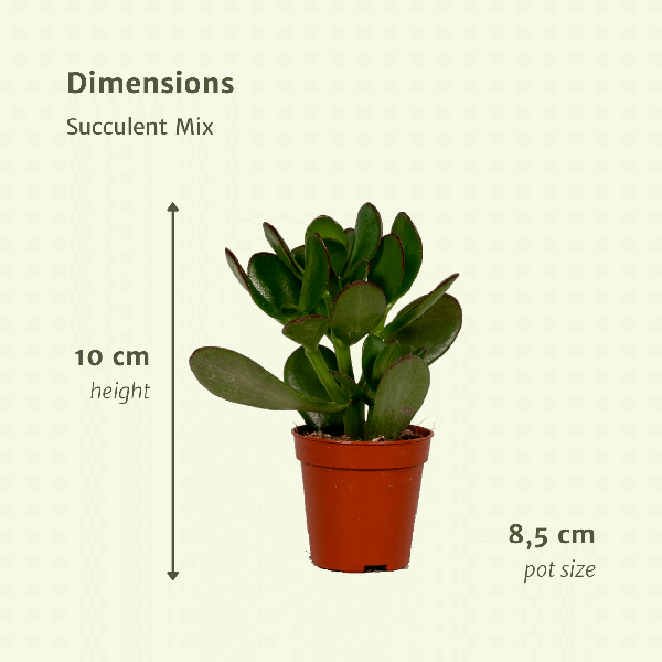 Succulenten Mix - 18 stuks - 10 cm - Ø8,5