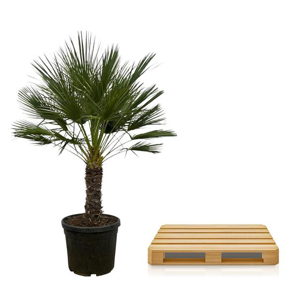 Chamaerops Humilis op stam