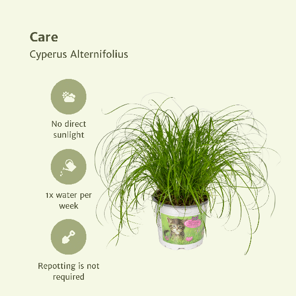 Cyperus Alternifolius (Kattengras) - 4 stuks