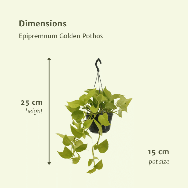 Epipremnum Golden Pothos (Scindapsus) - 2 stuks