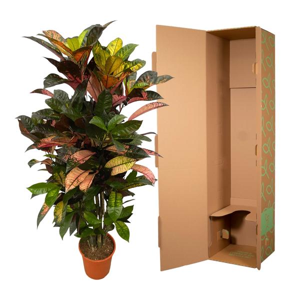 Codiaeum (Croton) Iceton vertakt