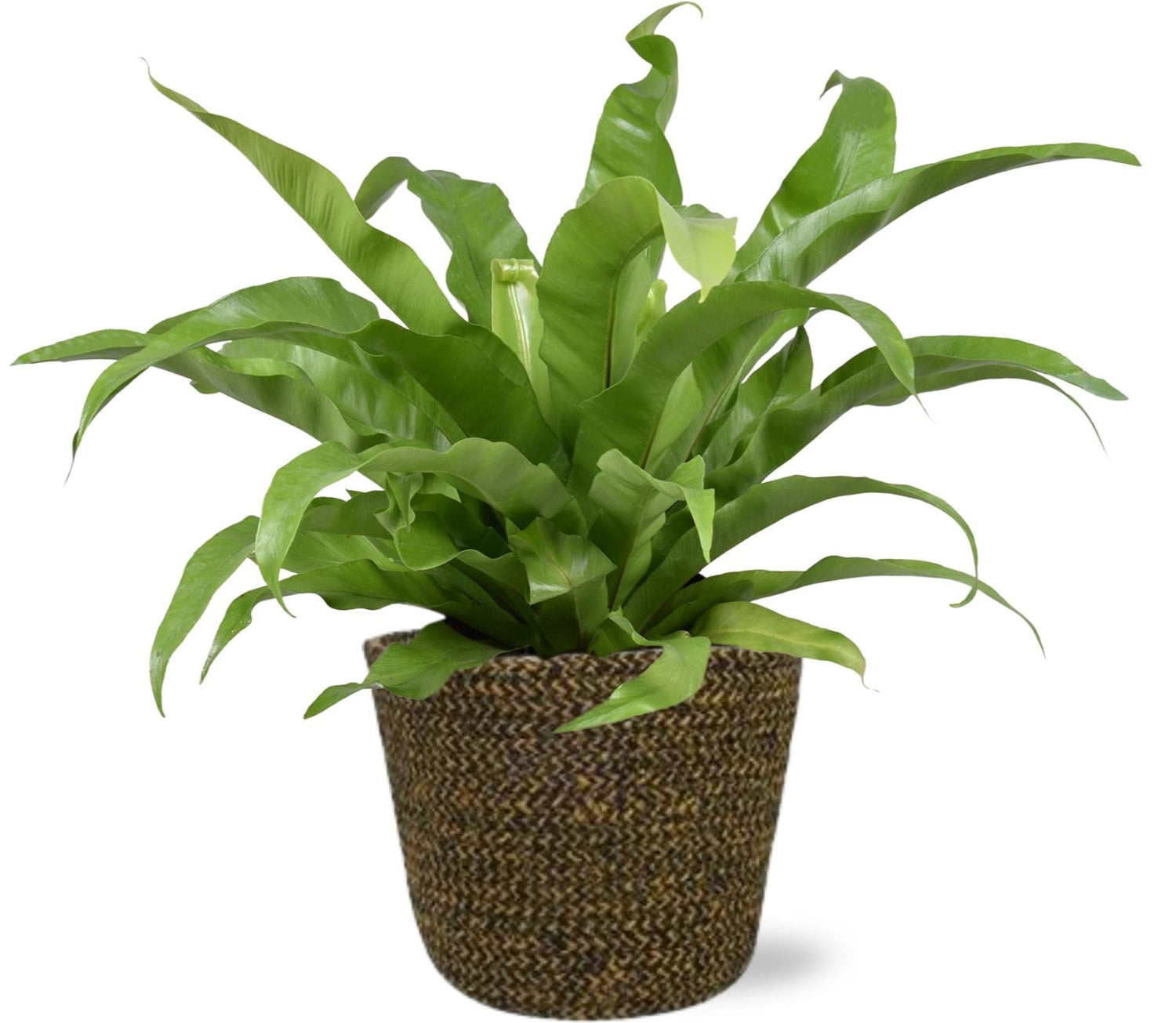 Groene Planten