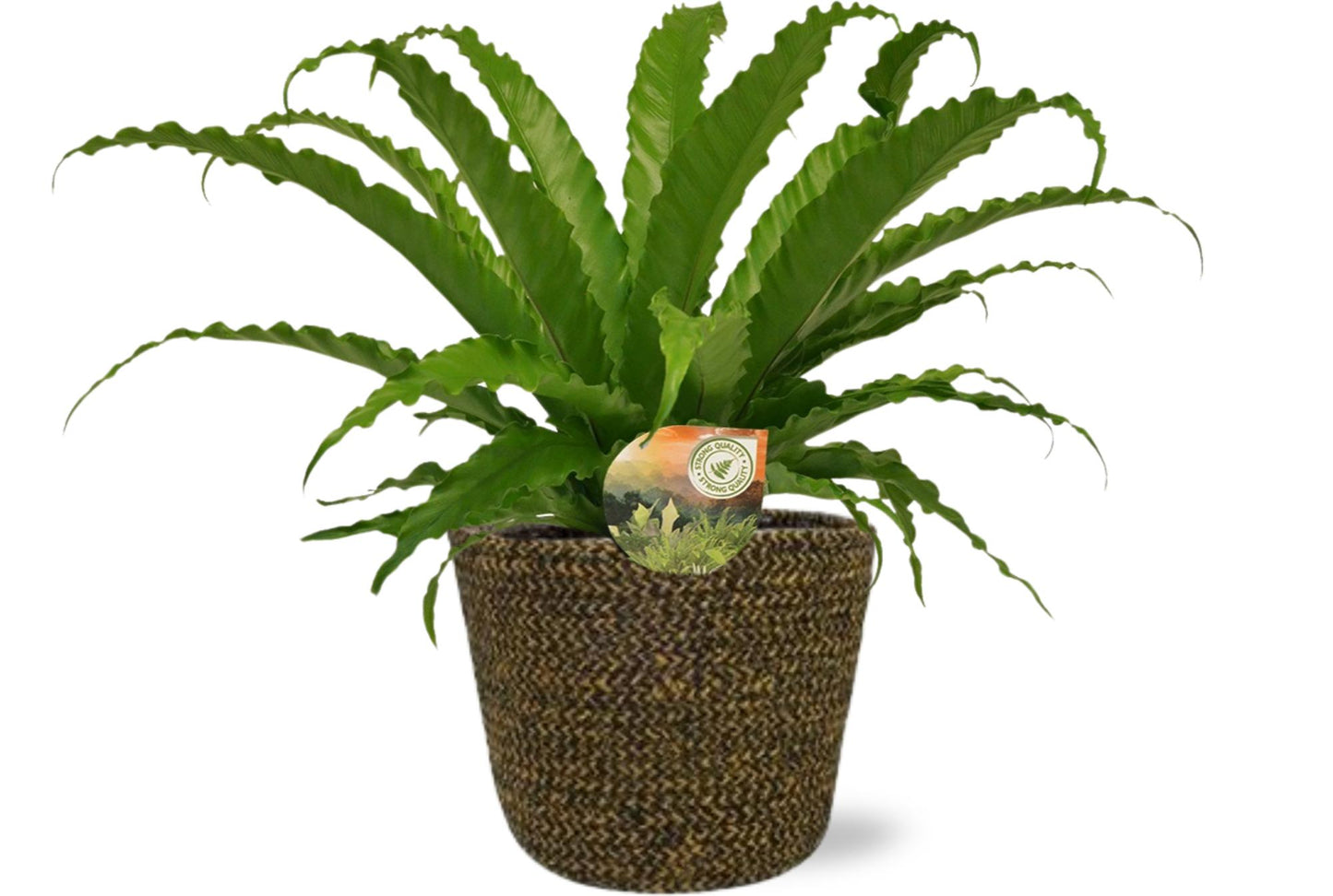 Asplenium Osaka + Selin Pot Zwart