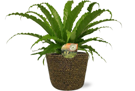 Asplenium Osaka + Selin Pot Zwart