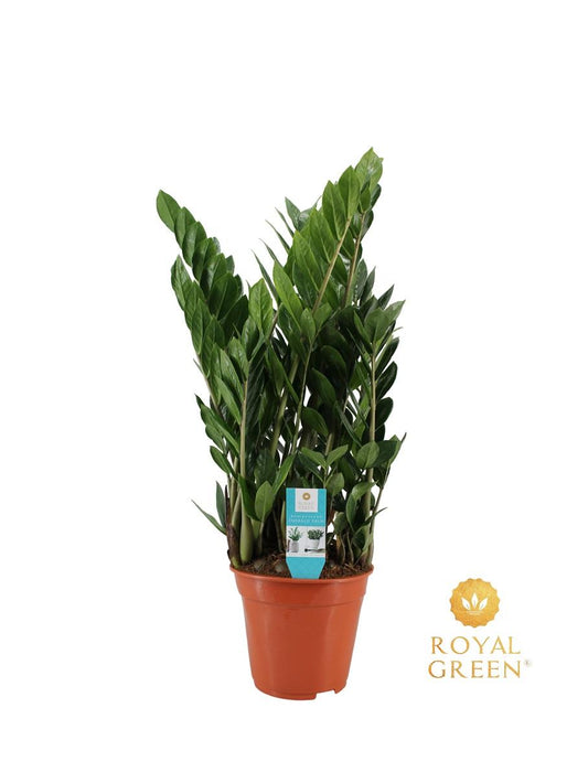 Zamioculcas