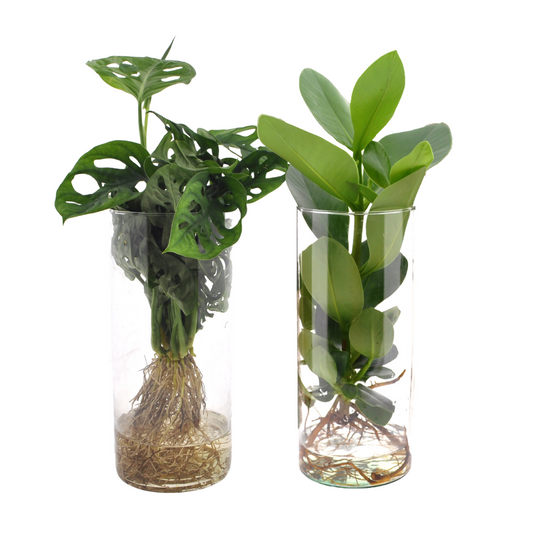 Cylinder glas Duo Monstera/Clusia - 2 stuks