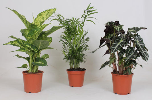 Binnenplanten Mix