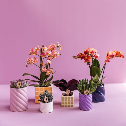 Candy sierpot Hoog Lilac