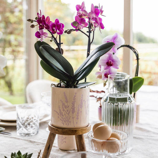 Floral bloempot - Lavendel