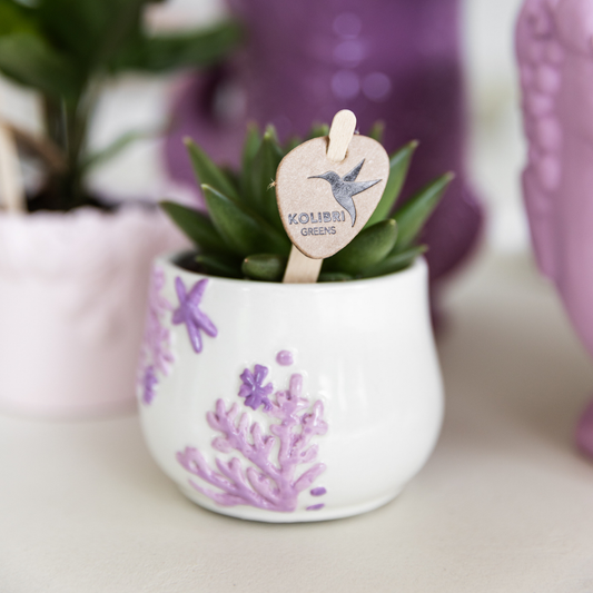 Coral  - Lilac