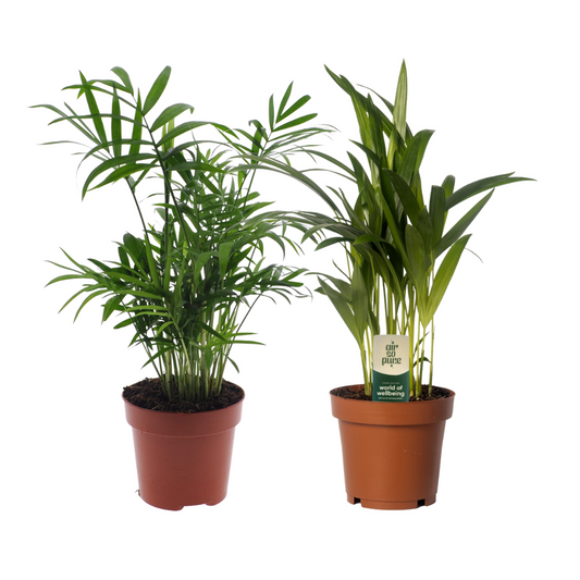 Dypsis lutescens/Chamadorea Duo