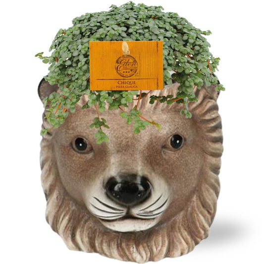 Pilea Glauca in Planter Leeuw  Bruin