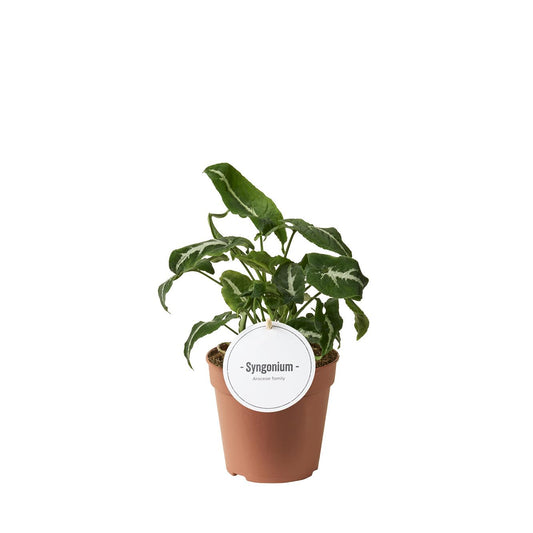 Syngonium Wendlandii