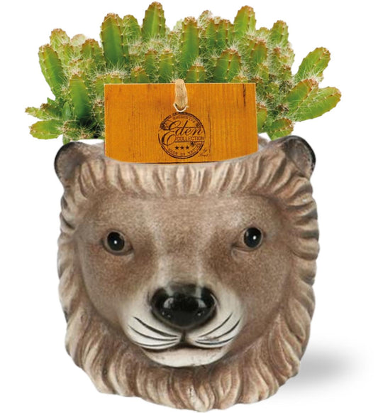 Hylocereus Undatus + Planter Leeuw Bruin