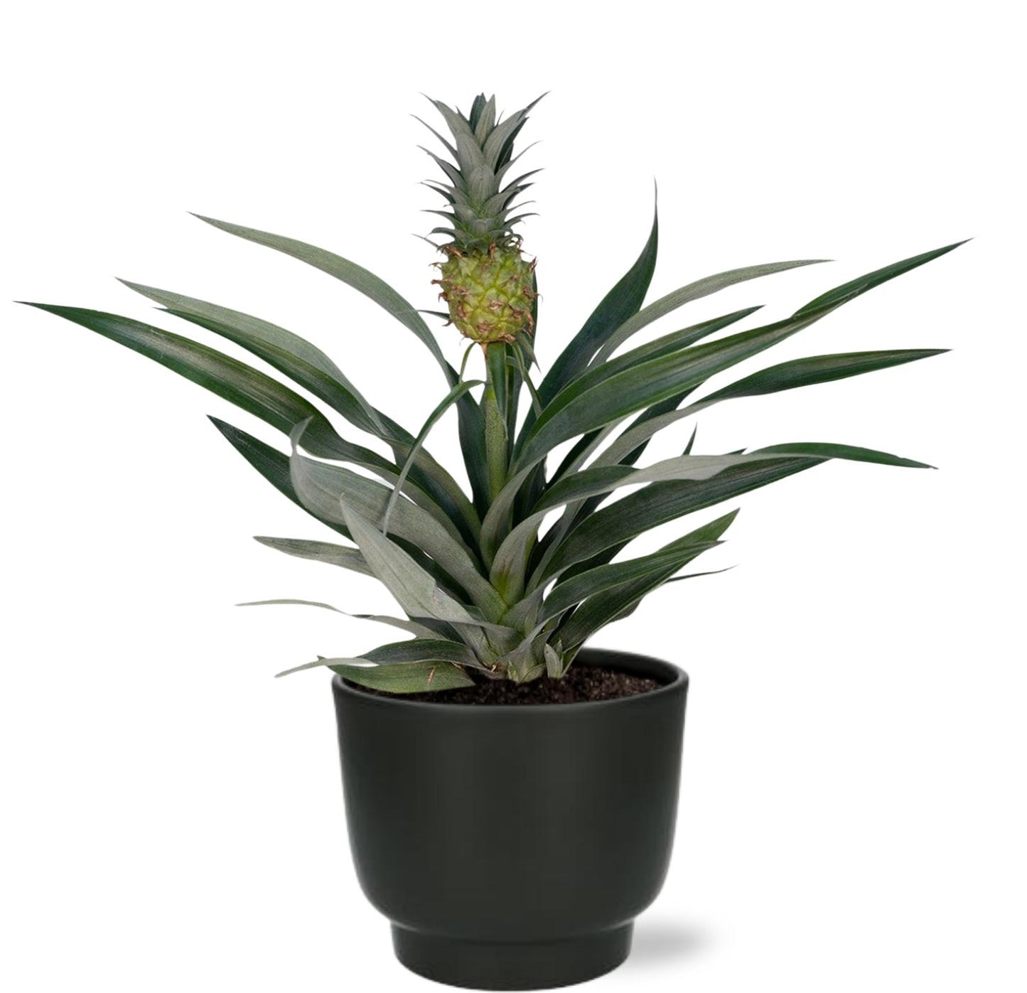 Bromelia Ananas + Potenza Pot Zwart