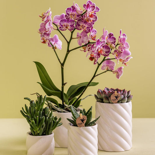 Candy sierpot Hoog White