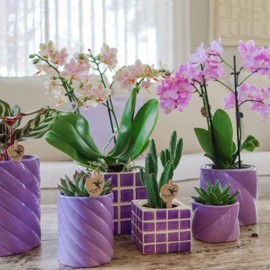 Mosa sierpot - Lilac - Ø6cm